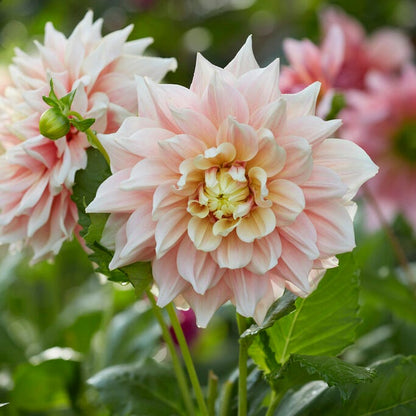 Break Out Decorative Dahlia
