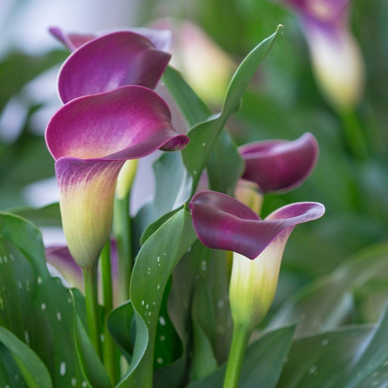 Nashville Calla Lily