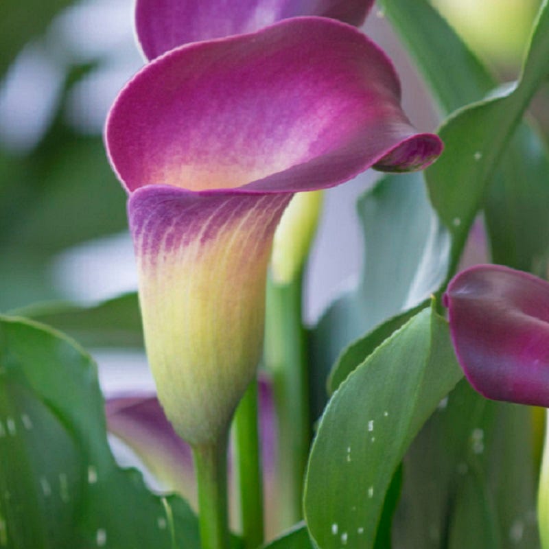 Nashville Calla Lily