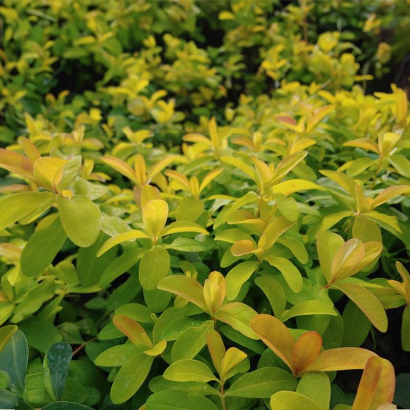 Briggadoon St. John's Wort
