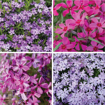 Bright Creeping Phlox Collection