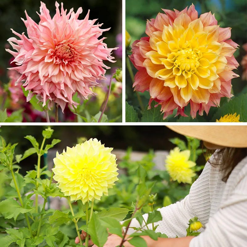 Brilliant Burst Dinner Plate Dahlia Collection