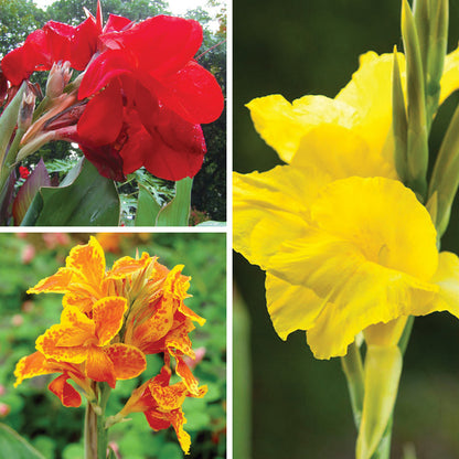 Brilliant Canna Collection