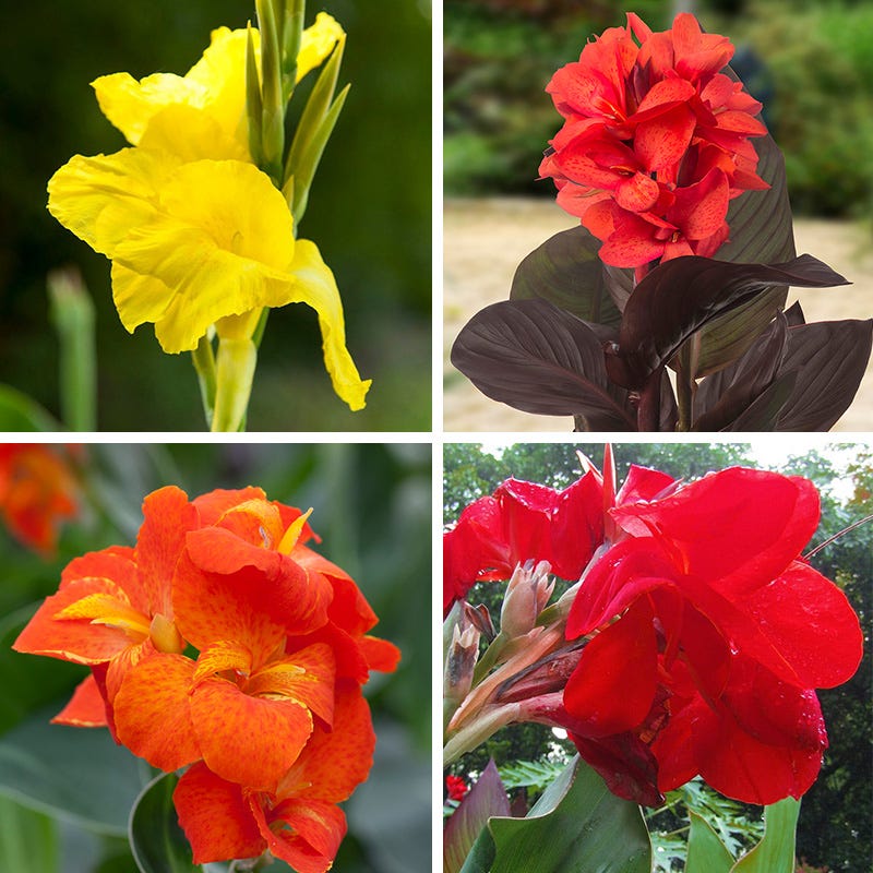 Brilliant Canna Collection - Thumbnail 3