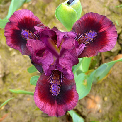 Brooklyn Dwarf Bearded Iris