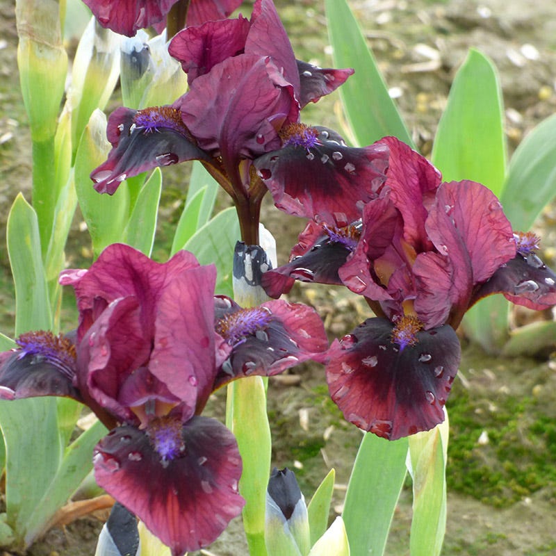 Brooklyn Dwarf Bearded Iris - Thumbnail 3