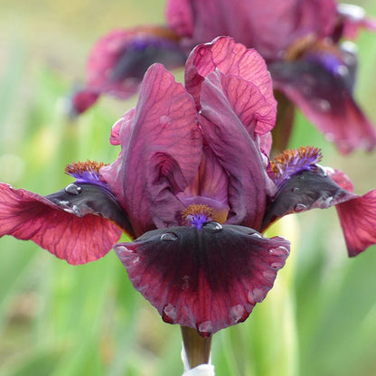Mighty Mini Dwarf Bearded Iris Collection