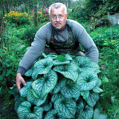 Alexander's Great Brunnera