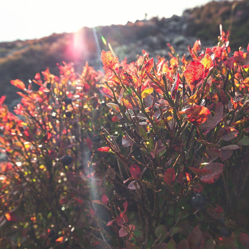Brunswick Wild Blueberry