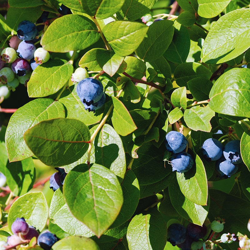 Brunswick Wild Blueberry