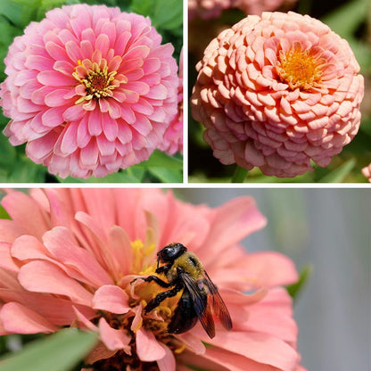 Bubblegum Zinnia Seed Mix
