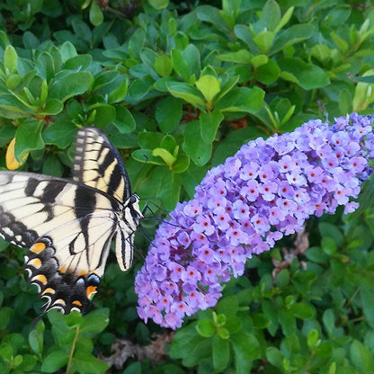 lavender plants attract butterflies Buzz Lavender Butterfly Bush, Buddleia