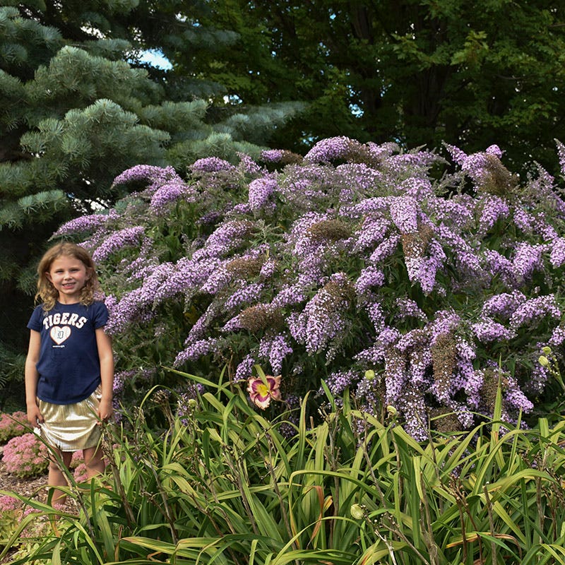 Grand Cascade Butterfly Bush