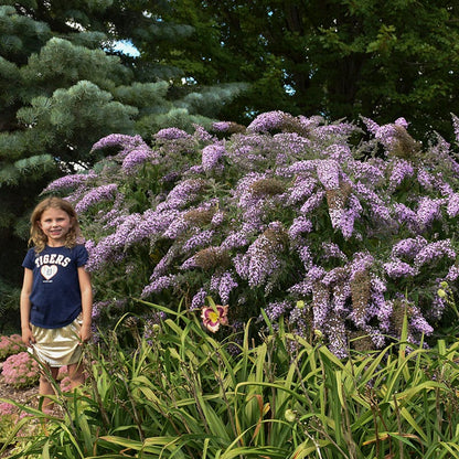 Grand Cascade Butterfly Bush