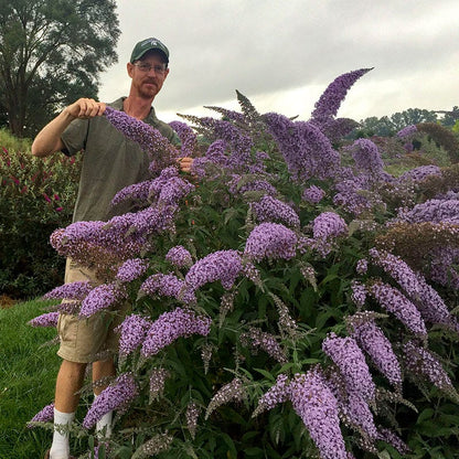 Grand Cascade Butterfly Bush