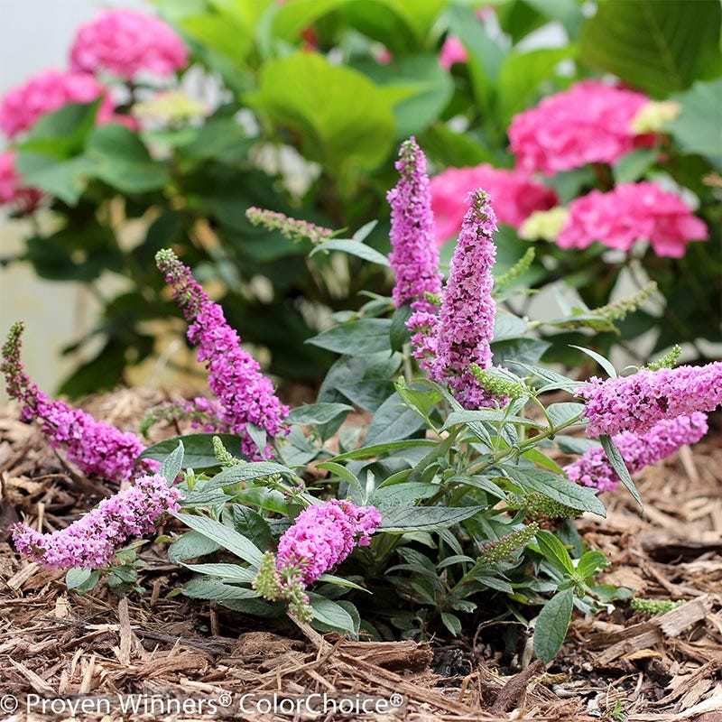 Pink Micro Chip Butterfly Bush, Buddleia