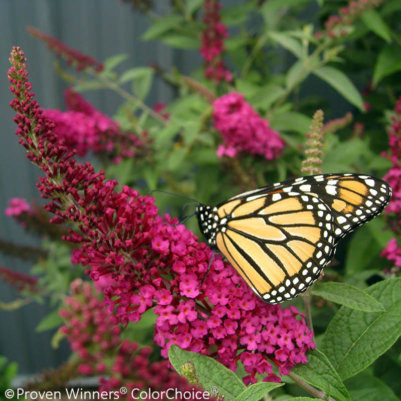 Miss Molly Butterfly Bush
