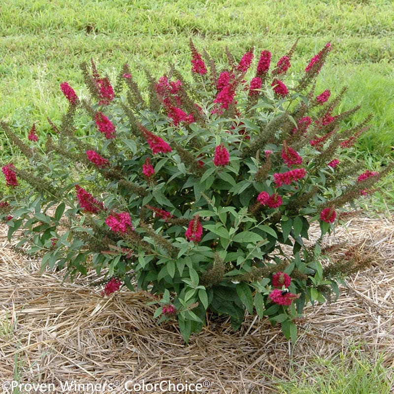 Miss Molly Butterfly Bush - Thumbnail 2