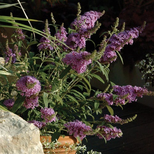 Butterfly Bush Buzz Series Midnight PPAF