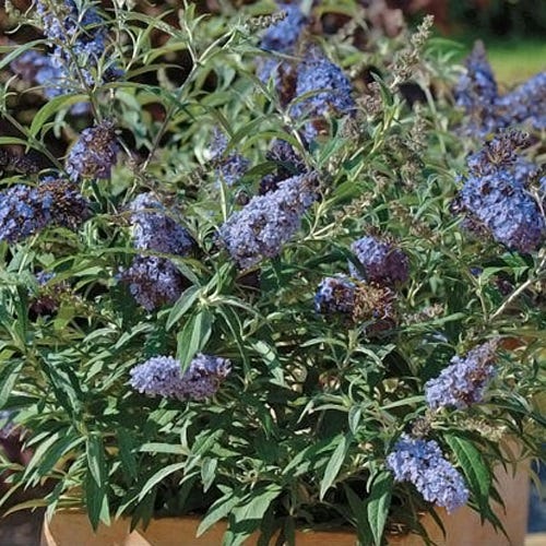 Buzz® Sky Blue Butterfly Bush
