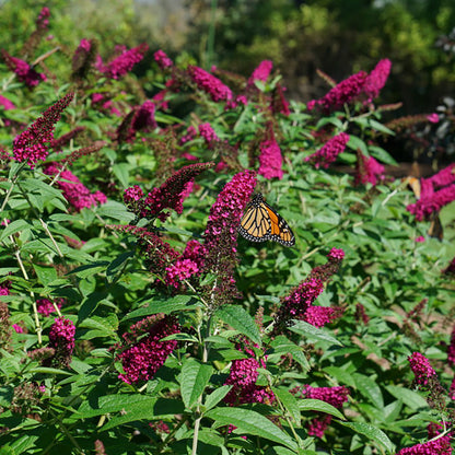 Miss Molly Butterfly Bush, photo courtesy of Proven Winners®
