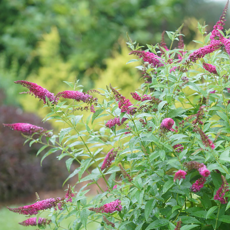 Miss Molly Butterfly Bush, photo courtesy of Proven Winners®