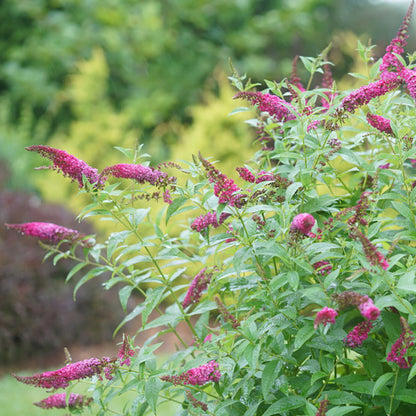 Miss Molly Butterfly Bush, photo courtesy of Proven Winners®