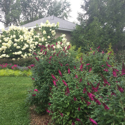 Miss Molly Butterfly Bush, photo courtesy of Proven Winners®