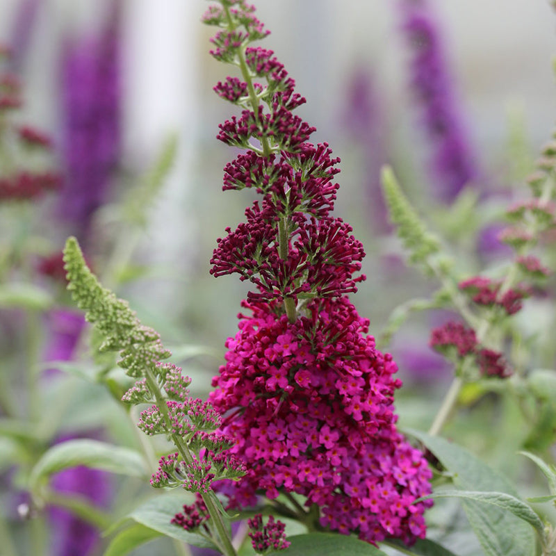 Miss Molly Butterfly Bush, photo courtesy of Proven Winners®