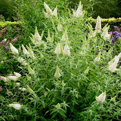 Moonlight Pre-Planned Garden