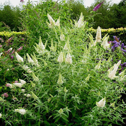 Buzz® Ivory Butterfly Bush