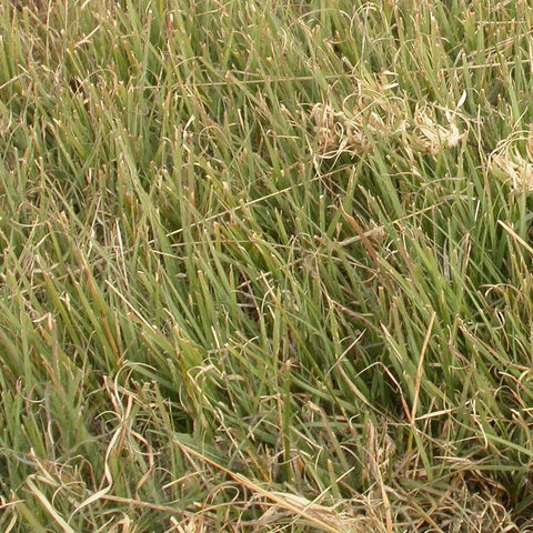 buffalo grass seed lowe's 1 lb Buffalo Grass Seeds by American Meadows
