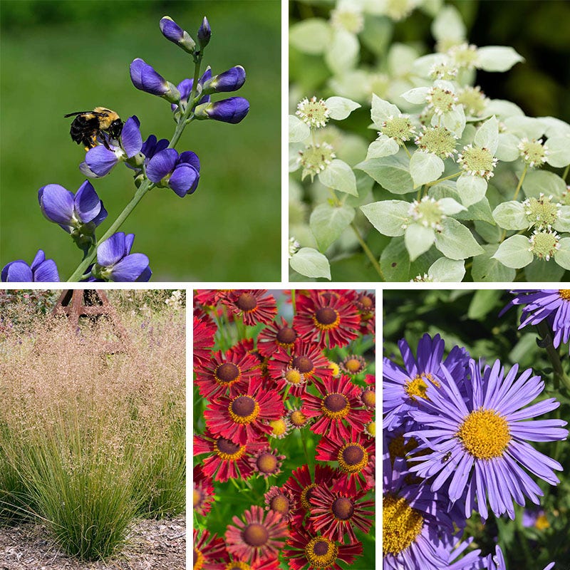 Bumblebee Burrow Native Plant Collection