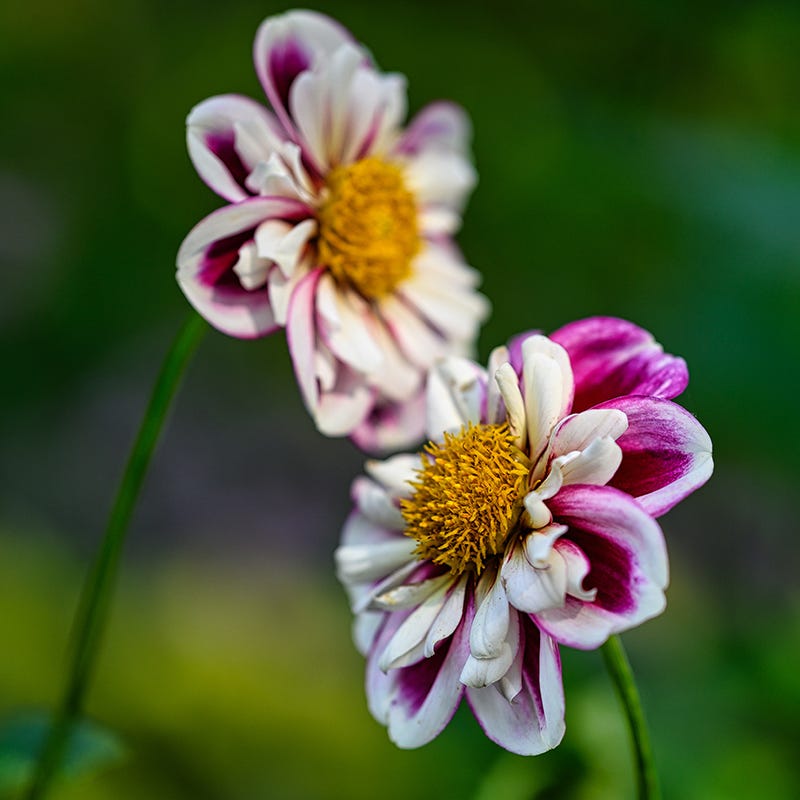 Bumble Rumble Anemone Dahlia