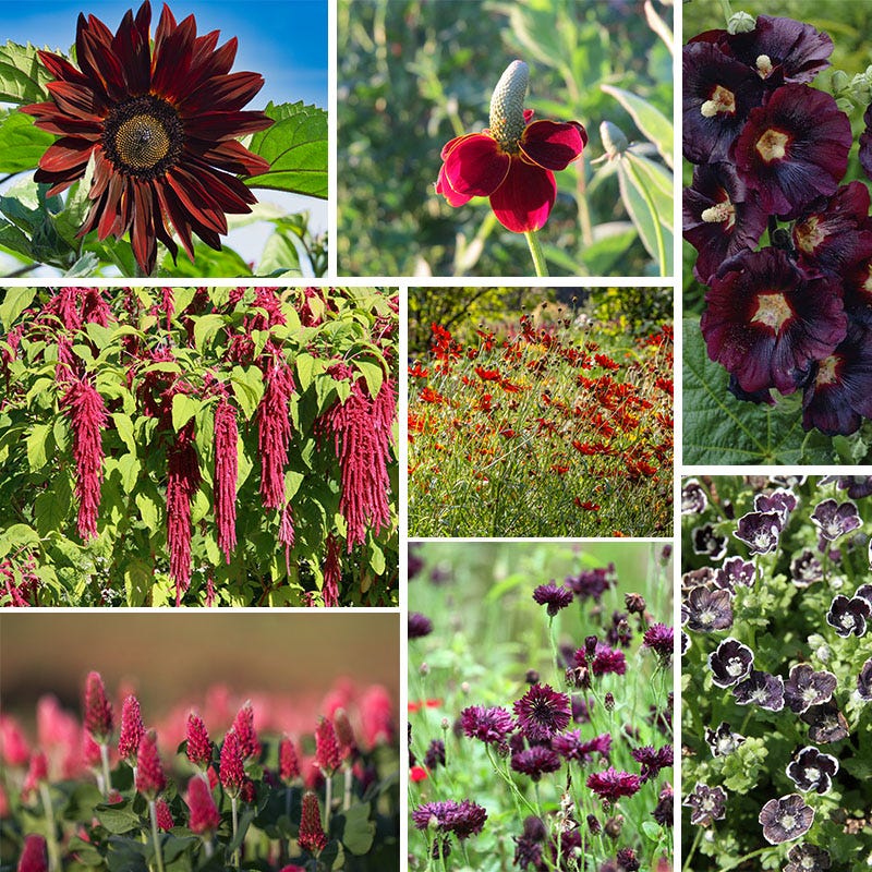 rainbow wildflower seeds Radiant Rainbow Wildflower Seed Patchwork