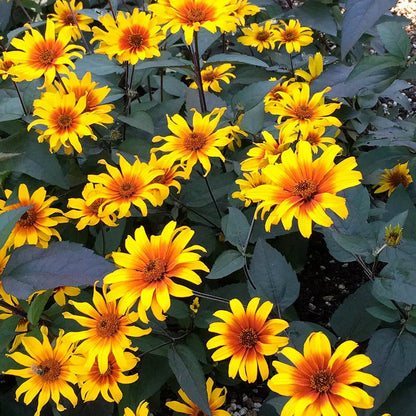Burning Hearts Heliopsis