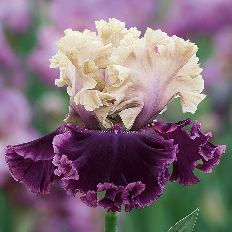 But Darling Bearded Iris