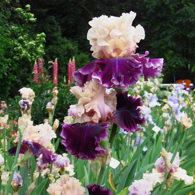 But Darling Bearded Iris