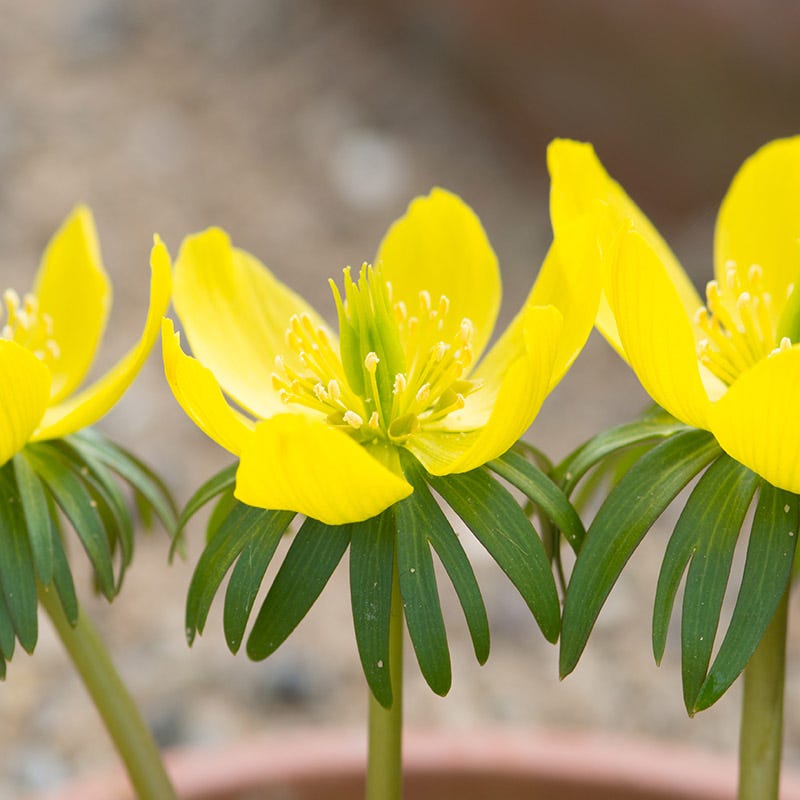 Winter Buttercups