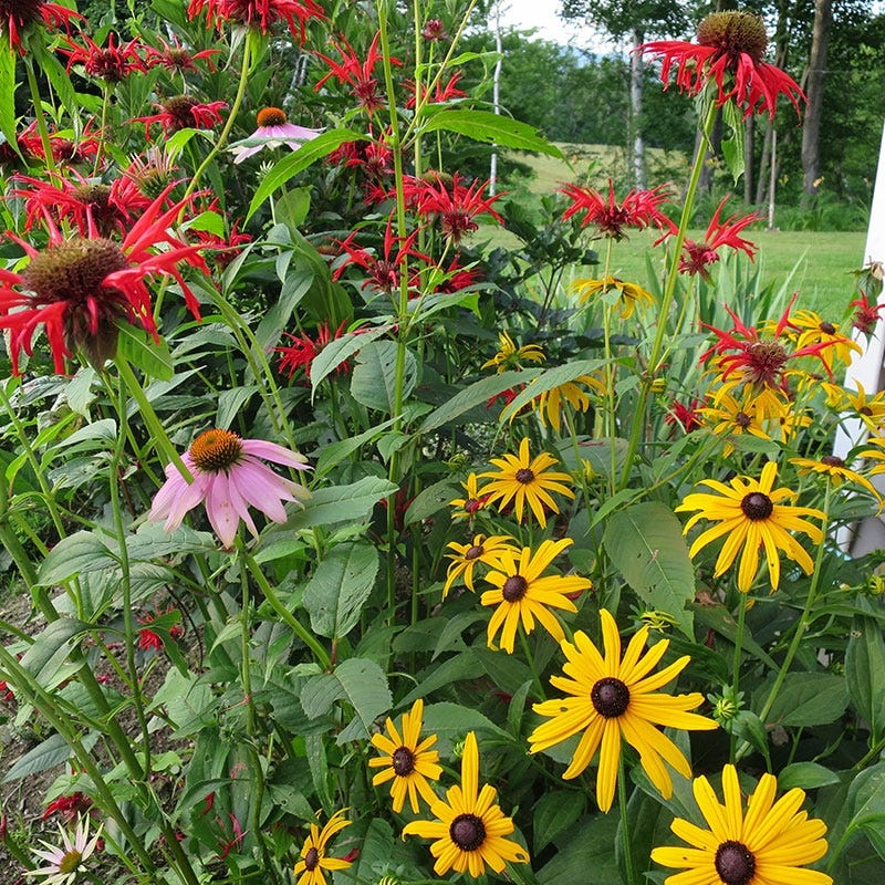 Butterfly & Hummingbird Pre-Planned Garden