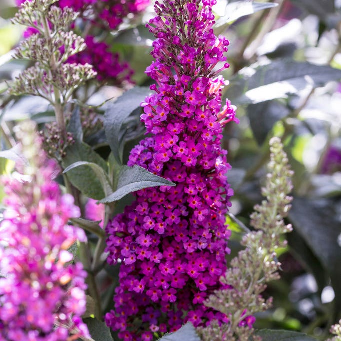 Whimsical Pre-Planned Garden