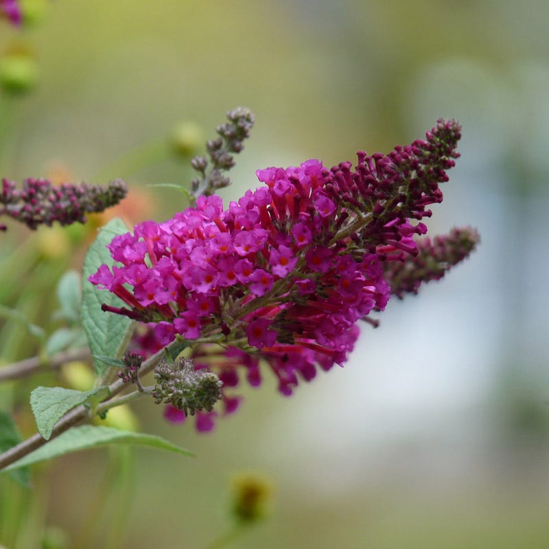 Buddleia Red Hot Raspberry Hot Raspberry Butterfly Bush, Buddleia | American Meadows