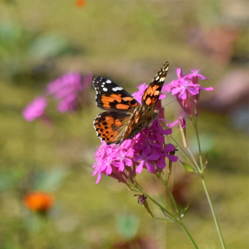 catchfly flower seeds None so Pretty or Catchfly Seeds | Pink