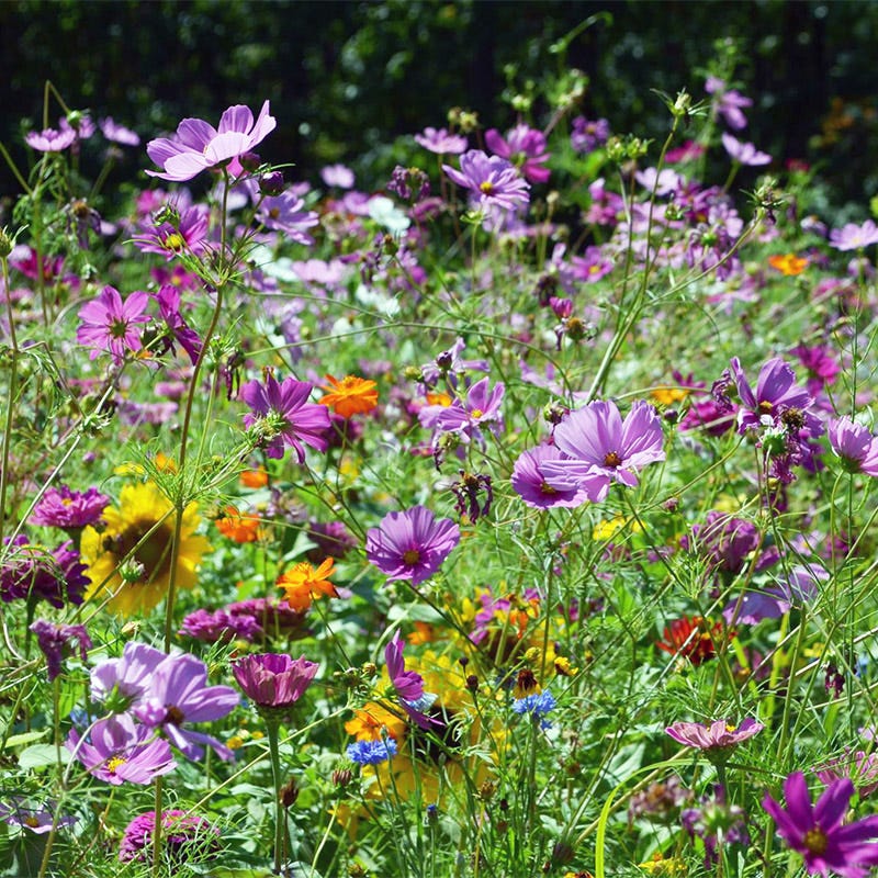 wildflower seeds for hummingbirds Hummingbird Nectar Wildflower Seed Mix