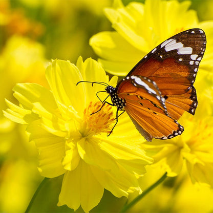 Dwarf Lemon Sulphur Cosmos Seeds