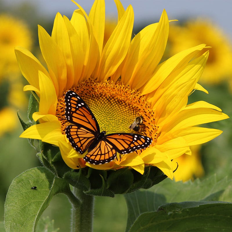 Hummingbird Nectar Wildflower Seed Mix | American Meadows