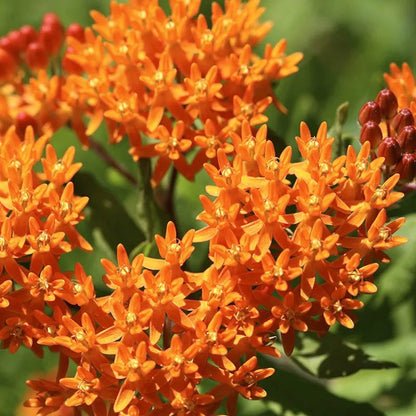 Eastern Monarch Refuge Plant Collection