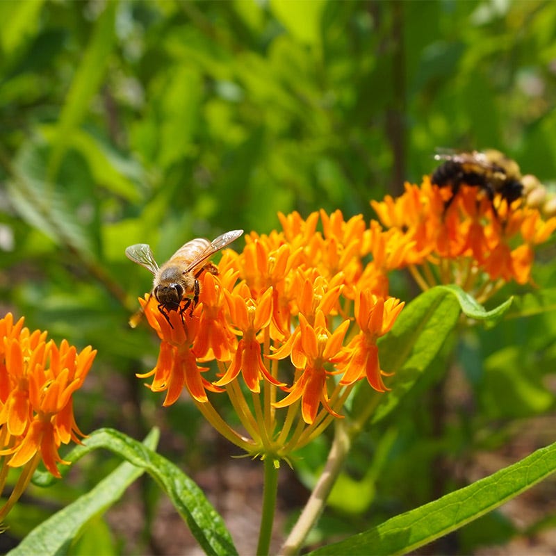 seeds butterfly plants Butterfly Weed Seeds | Orange