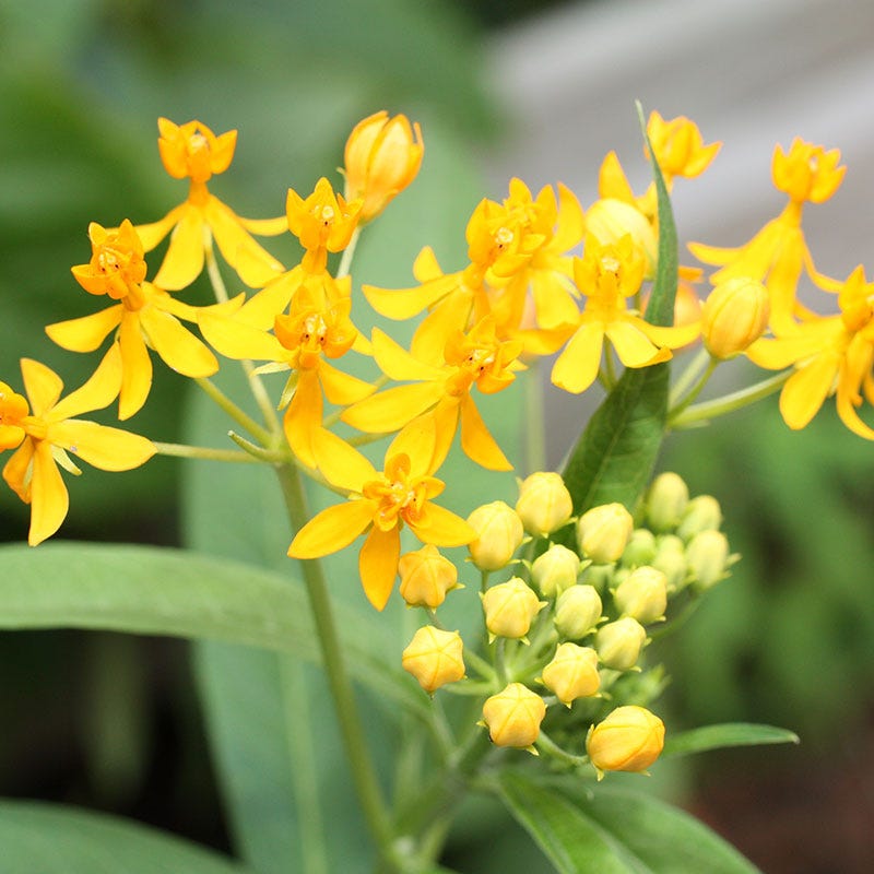 Hello Yellow Butterfly Weed