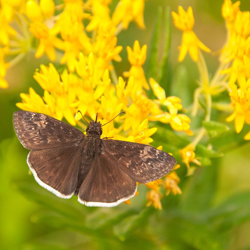 Hello Yellow Butterfly Weed